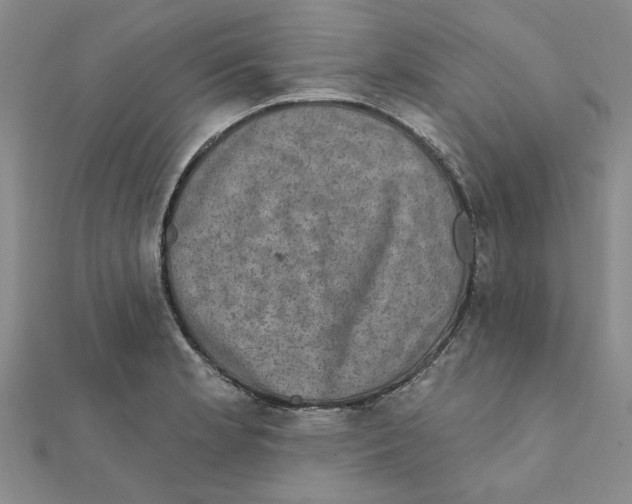 X0000111221181200907301219