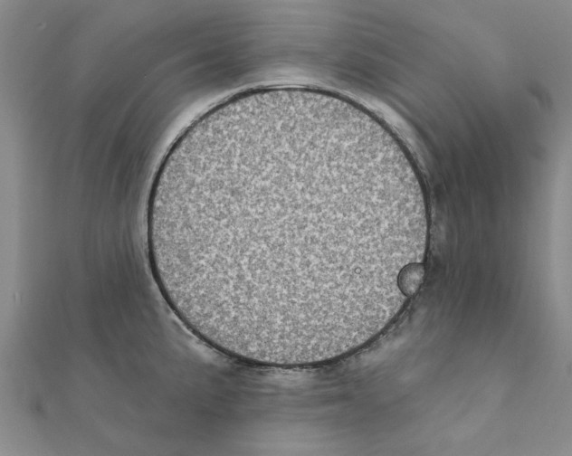X0000111221191200907301219
