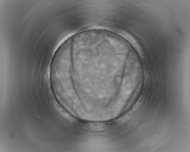 X0000111221198200907301219