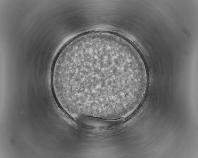 X0000111221232200907301218