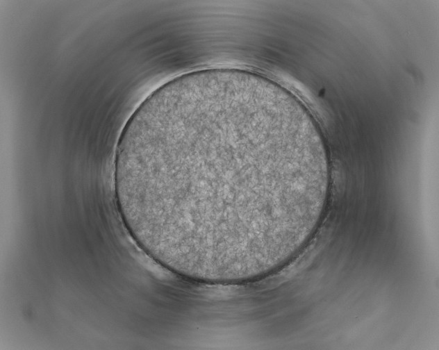 X0000111221236200907301218