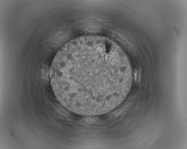 X0000111221251200907301218