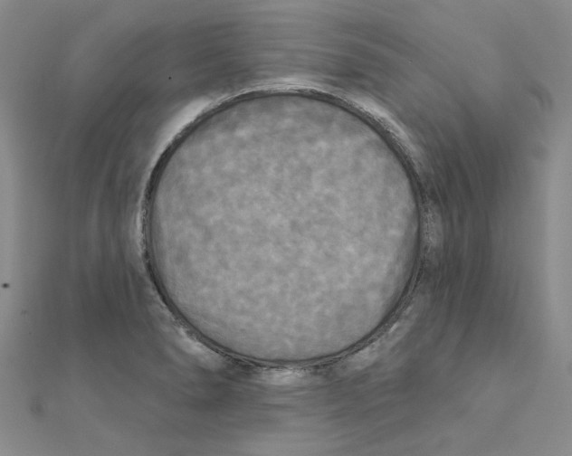 X0000111221278200907301217