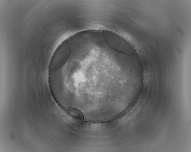 X0000111221326200907301217