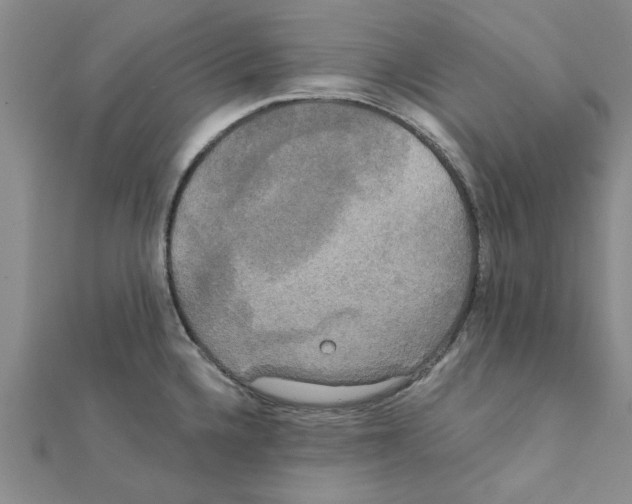 X0000111221336200907301217