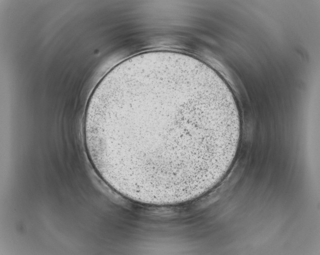 X0000111221338200907301217