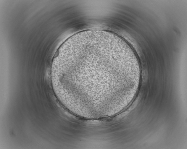 X0000111221481200907301215