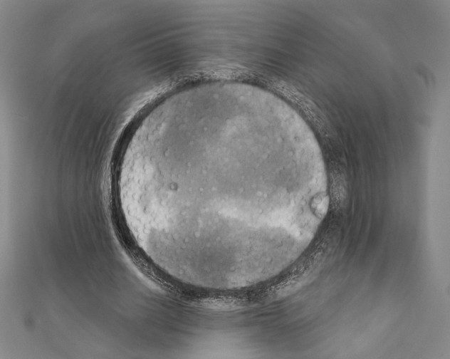 X0000111220630200908131102
