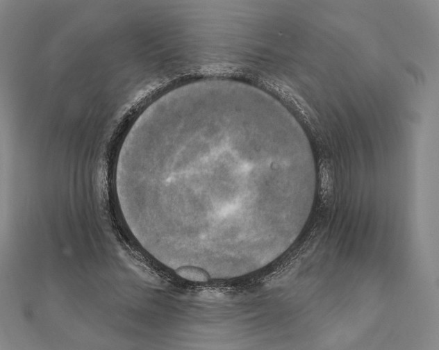 X0000111220684200908131101