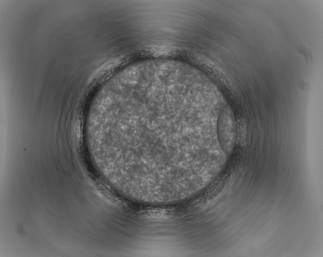X0000111220740200908131101