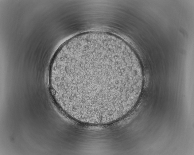 X0000111220838200908131059
