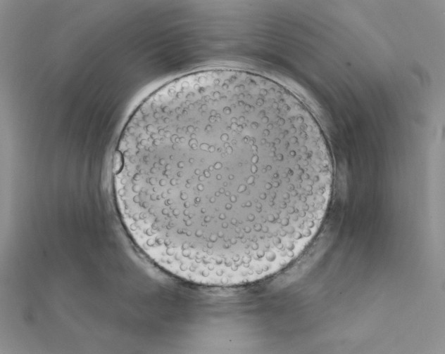 X0000111220862200908131100