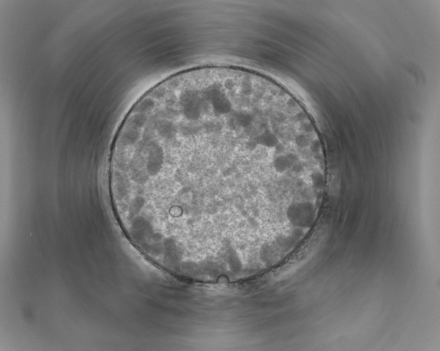 X0000111220903200908131058