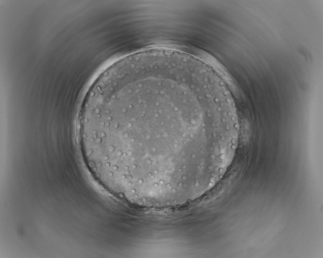 X0000111220955200908131058