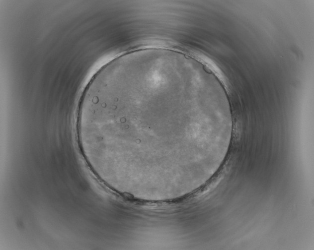 X0000111221146200908131055