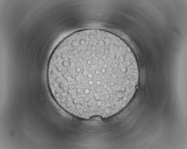 X0000111221432200908131051