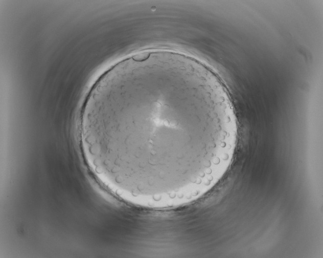 X0000111221519200908131050