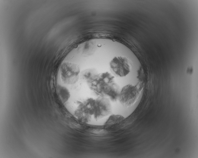 X0000111230169200907021033