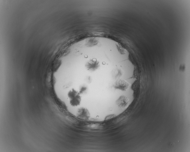 X0000111230365200907021030