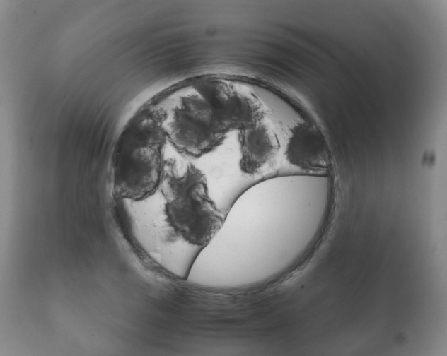 X0000111231125200907021017