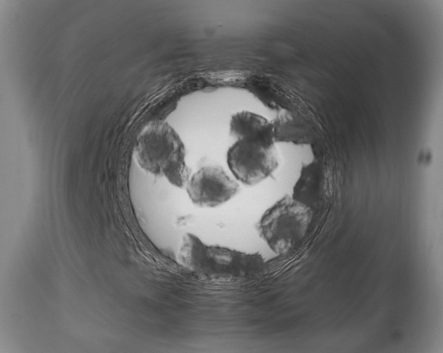 X0000111231393200907021012