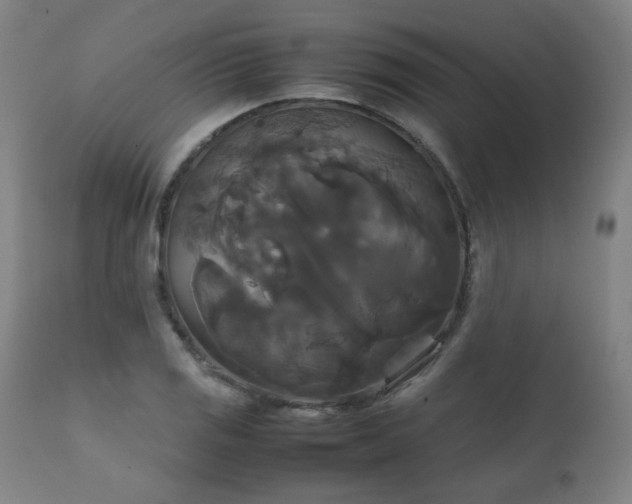 X0000111231125200907021352