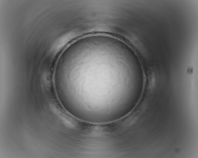 X0000111231266200907021350