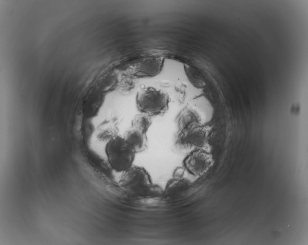 X0000111230365200907091341