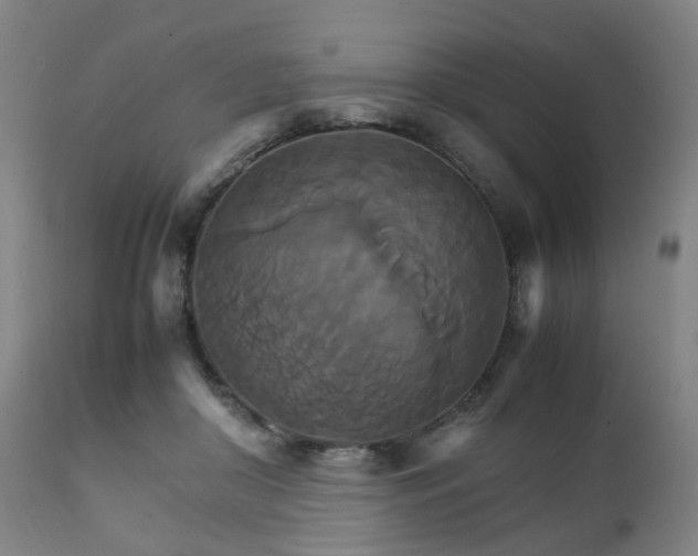 X0000111230410200907091340