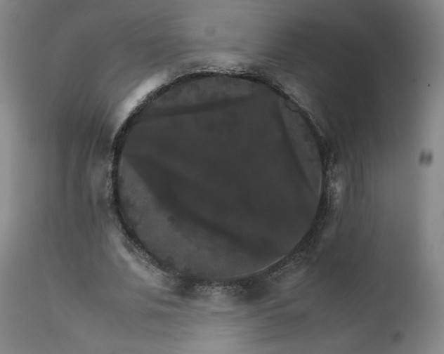 X0000111230679200907091336