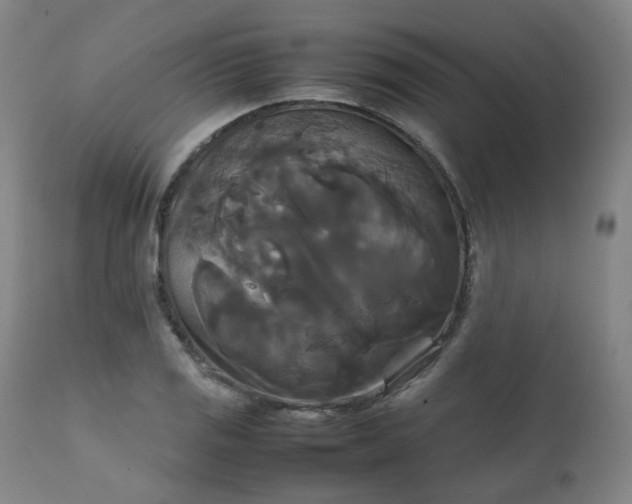 X0000111231125200907091329