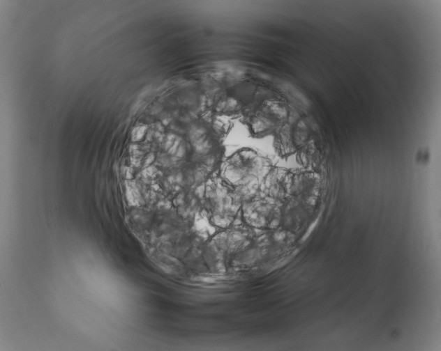 X0000111230381200907161322