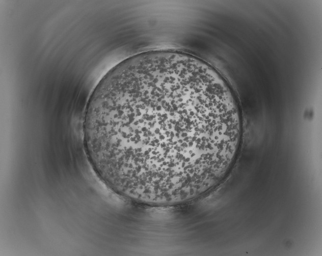 X0000111230810200907161315