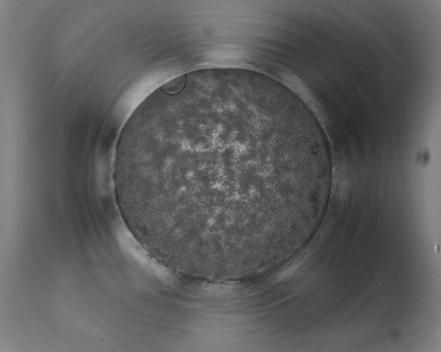 X0000111231386200907161306