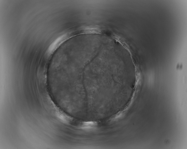 X0000111230053200907231514