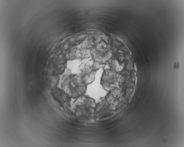 X0000111230365200907231510