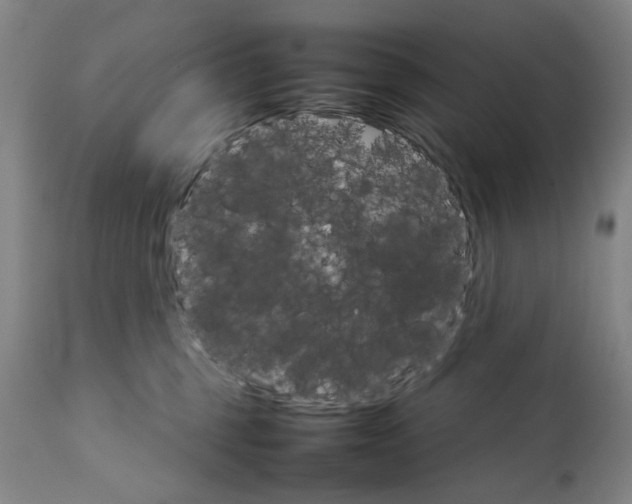 X0000111230375200907231510