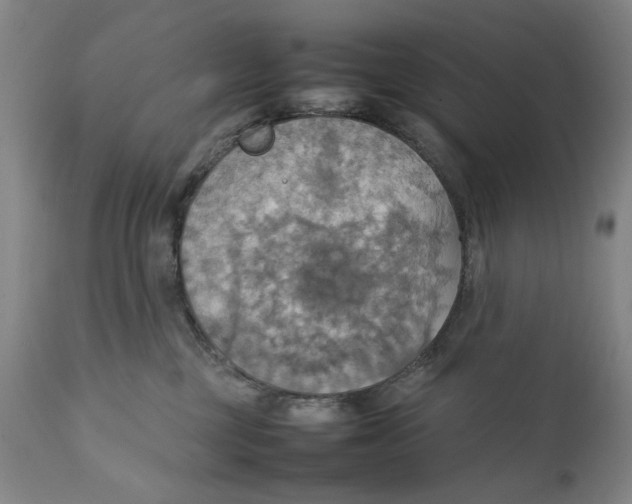 X0000111230377200907231510