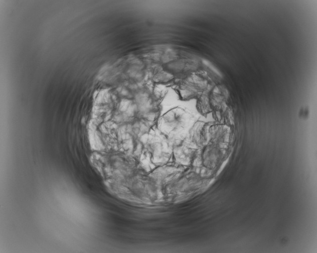 X0000111230381200907231510