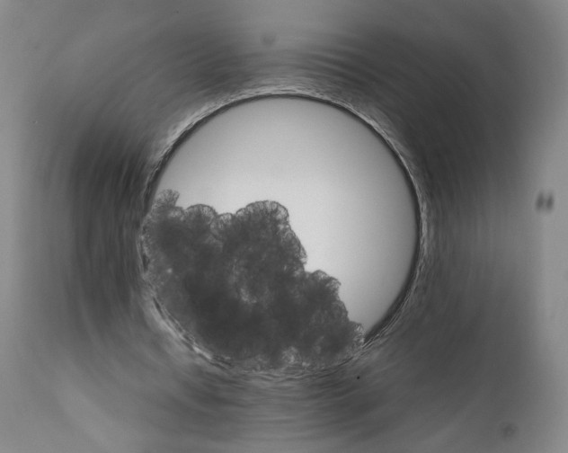 X0000111230434200907231508