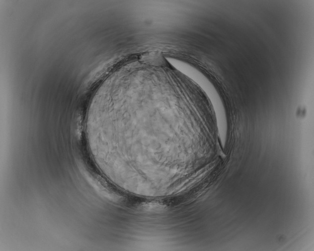 X0000111230644200907231505