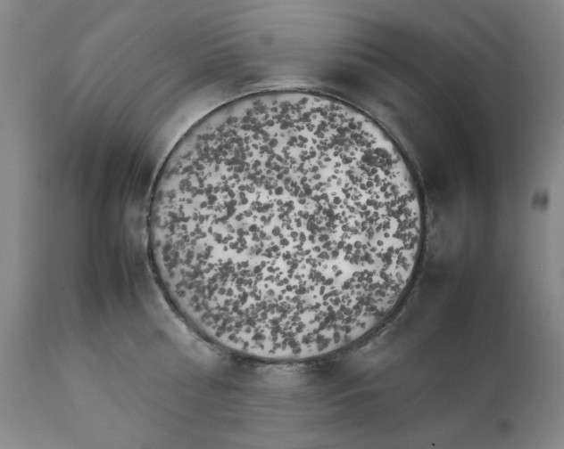 X0000111230810200907231503