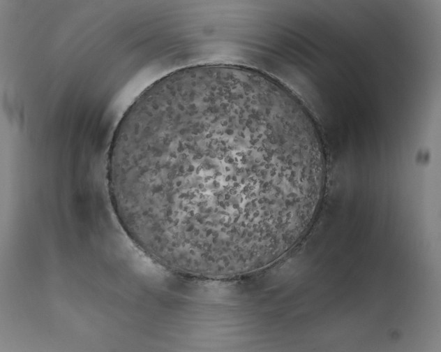 X0000111231086200907231458