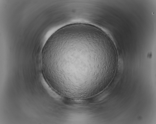 X0000111231295200907231455
