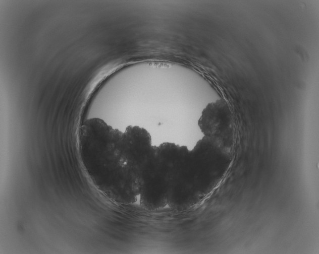 X0000111230054200907301254