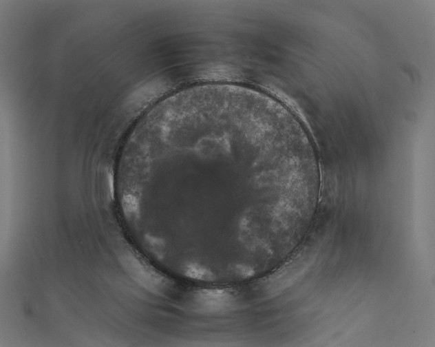 X0000111230061200907301254