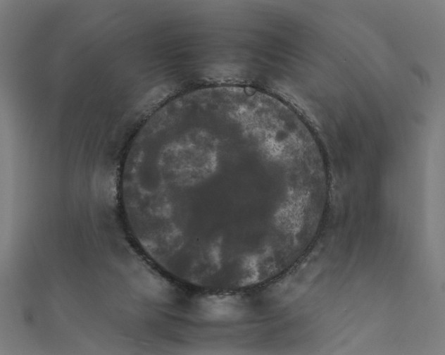 X0000111230065200907301254