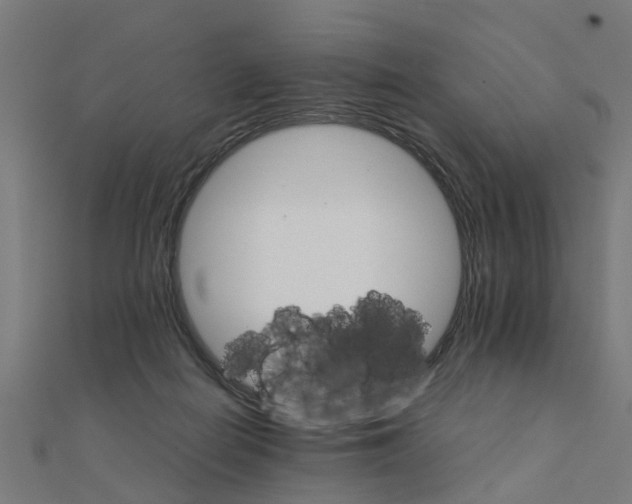 X0000111230266200907301252