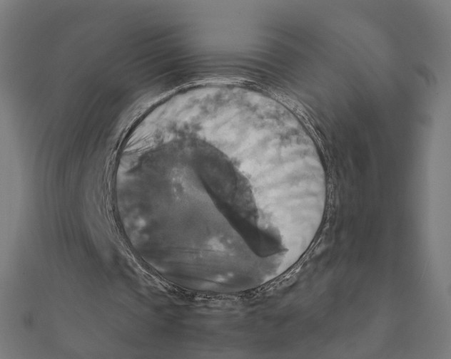 X0000111230337200907301250