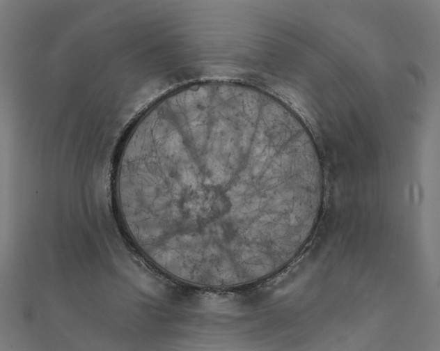 X0000111230346200907301250